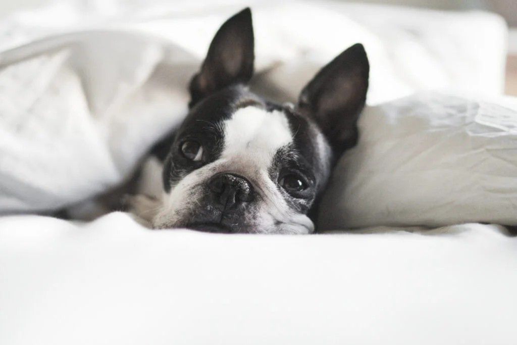 boston terrier puppy on bed 